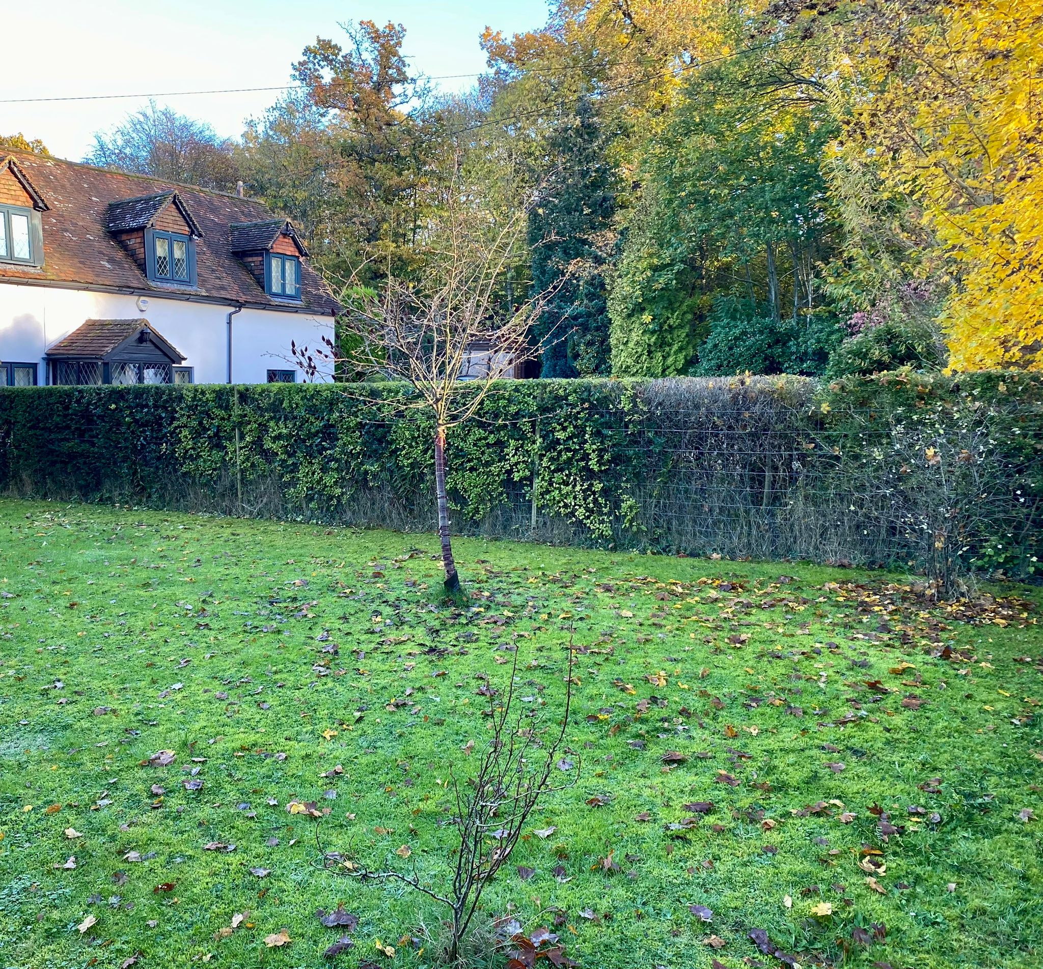 Hedge Cutting, Cheesman's Landscape Services, Kent, Sussex